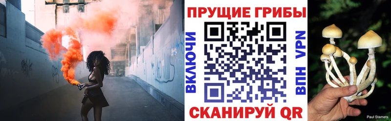 Псилоцибиновые грибы Psilocybine cubensis Камбарка